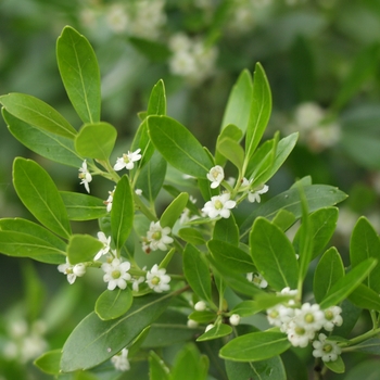 Ilex glabra 'Compacta' (032550)