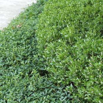 Ilex glabra 'Green Magic' (032554)