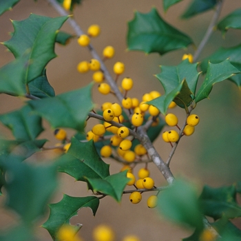 Ilex opaca 'Xanthocarpa' (032566)