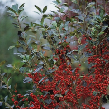 Ilex verticillata 'Afterglow' (032573)