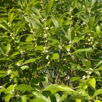 Ilex verticillata 'Cacapon' (032575)