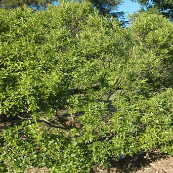 Ilex verticillata 'Cacapon' (032576)