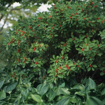 Ilex verticillata 'Red Sprite' (032577)