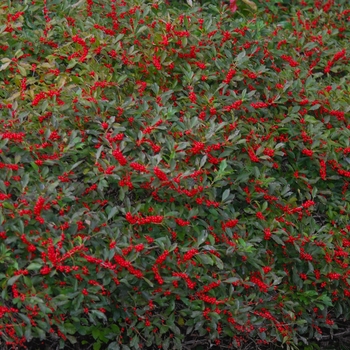 Ilex verticillata 'Red Sprite' (032578)