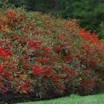 Ilex verticillata 'Red Sprite' (032579)