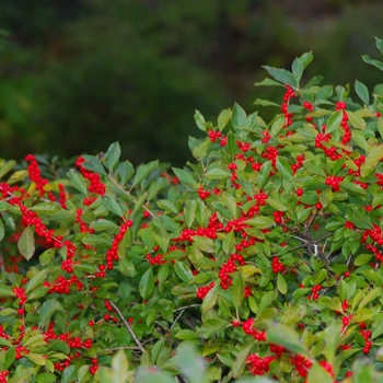 Ilex verticillata 'Red Sprite' (032581)