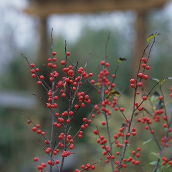 Ilex verticillata 'Sparkleberry' (032589)