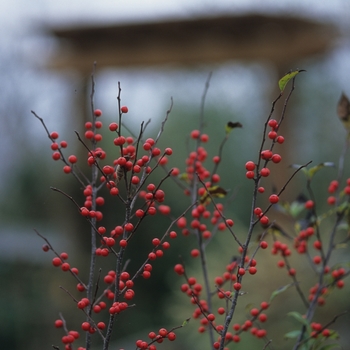 Ilex verticillata 'Sparkleberry' (032590)