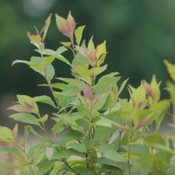 Ilex verticillata 'Sparkleberry' (032591)