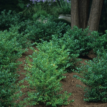 Ilex x meserveae 'China Girl®' (032592)