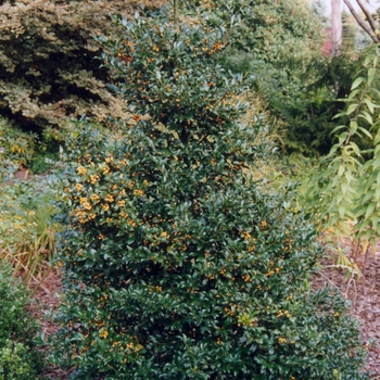 Ilex x meserveae 'Golden Girl®' (032597)