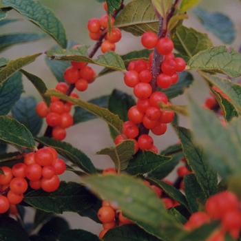 Ilex verticillata 'Winter Gold' (032599)