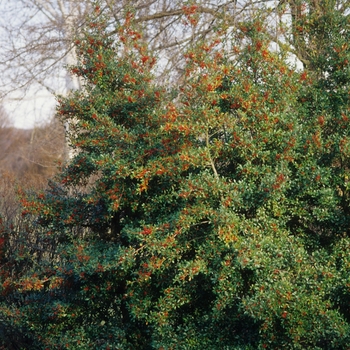 Ilex x attenuata 'Fosteri' (032600)