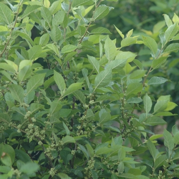 Ilex verticillata 'Apollo' (032602)