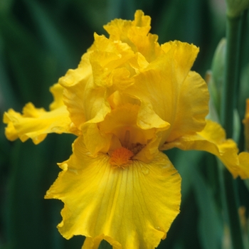 Iris germanica 'Acapulco Sunset' (032615)