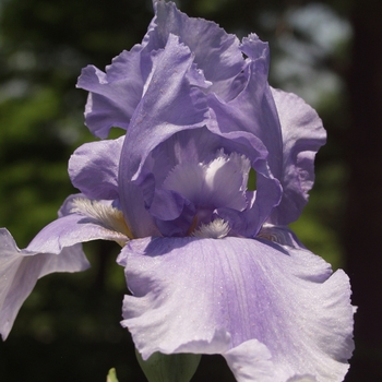 Iris germanica 'Bugle Boy Blues' (032649)