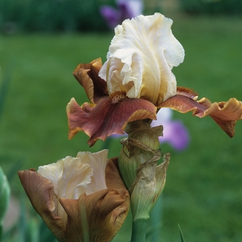 Iris germanica 'Chocolate Vanilla' (032664)