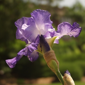 Iris germanica 'City Lights' (032666)