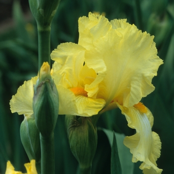 Iris germanica 'Dakota Moon' (032679)