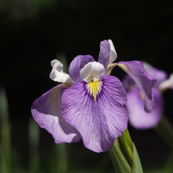 Iris pseudacorus 'Enfant Prodige' (032694)