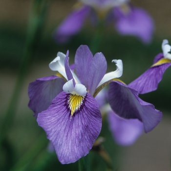 Iris pseudacorus 'Enfant Prodige' (032695)