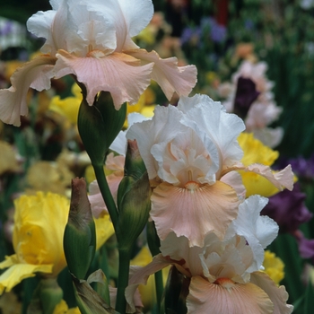 Iris germanica 'Girl Next Door' (032707)