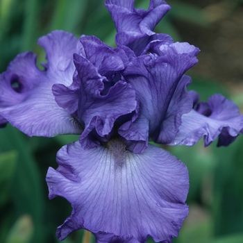 Iris germanica 'Glory Ballet' (032709)