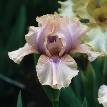 Iris germanica 'Goddess Of Pink' (032713)