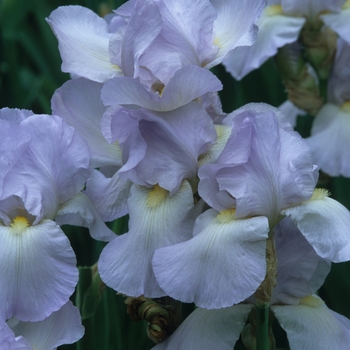 Iris germanica 'Helen McGregor' (032722)