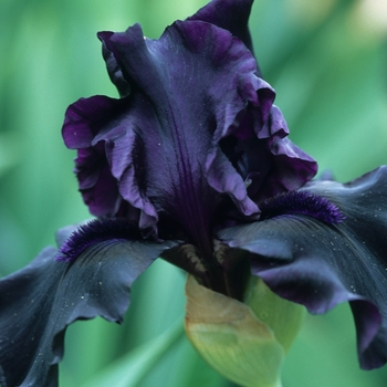 Iris germanica 'Hello Darkness' (032723)