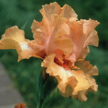 Iris germanica 'Island Sunset' (032731)