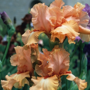 Iris germanica 'Island Sunset' (032732)