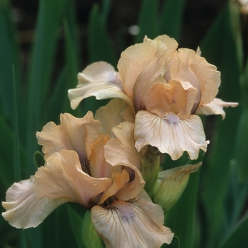 Iris germanica 'It's Magic' (032735)