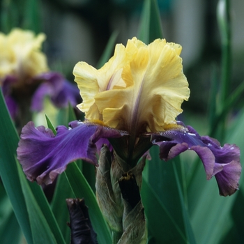 Iris germanica 'Jurassic Park' (032739)