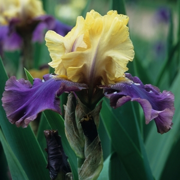 Iris germanica 'Jurassic Park' (032740)