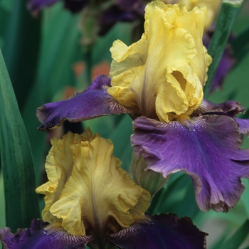 Iris germanica 'Jurassic Park' (032741)