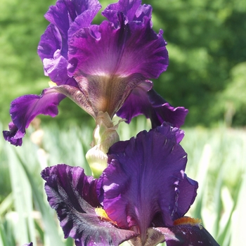 Iris germanica 'Lazy Day' (032749)