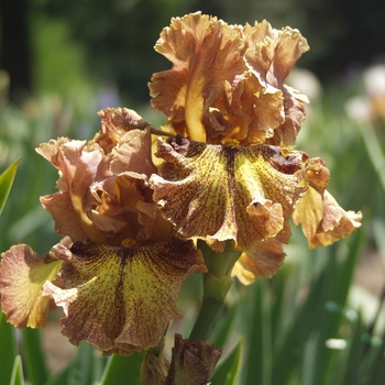 Iris germanica 'Magic Show' (032758)