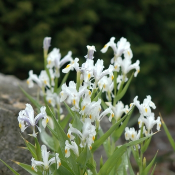 Iris magnifica '' (032760)