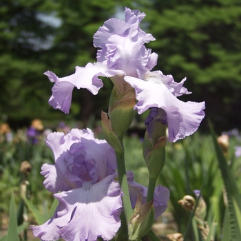 Iris germanica 'Mary Frances' (032764)