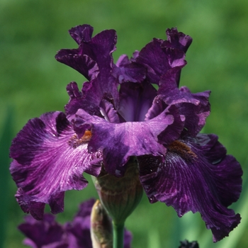 Iris germanica 'Mind Reader' (032771)