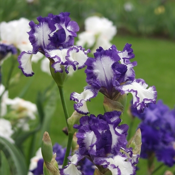 Iris germanica 'American Classic' (032774)