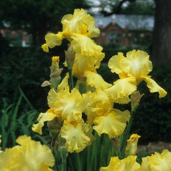 Iris germanica 'New Moon' (032780)