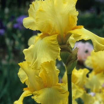 Iris germanica 'New Moon' (032781)