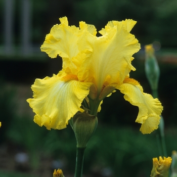 Iris germanica 'New Moon' (032782)