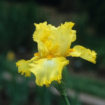 Iris germanica 'New Moon' (032783)