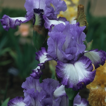 Iris germanica 'Next Step' (032786)