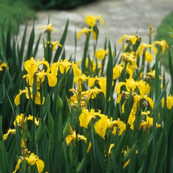 Iris pseudacorus '' (032806)