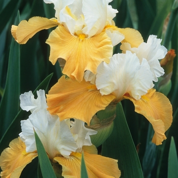 Iris germanica 'Pumpkin Cheesecake' (032808)