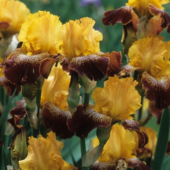 Iris germanica 'Red Hat' (032814)